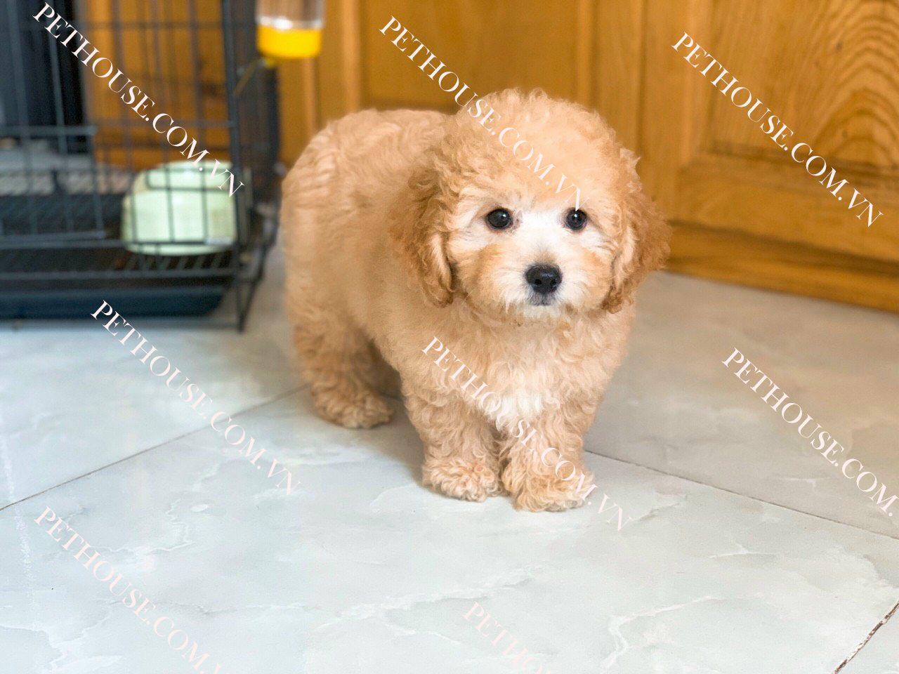 Chó Poodle tại PetHouse