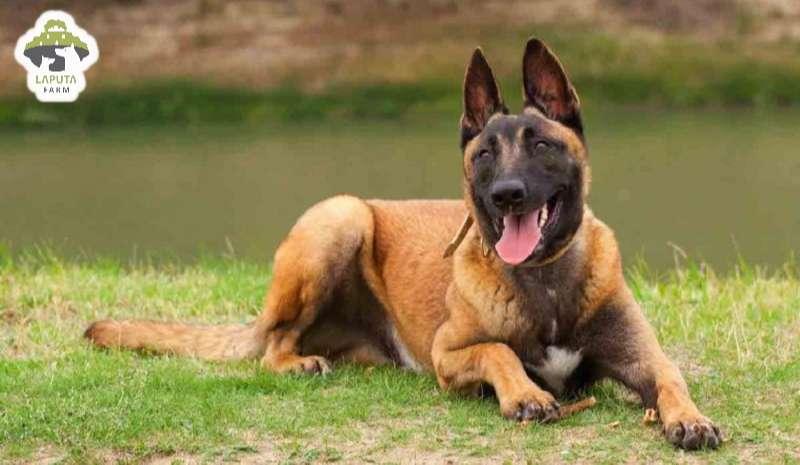 Malinois