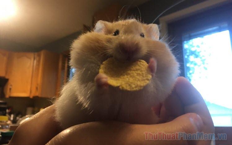 Tổng hợp meme chuột hamster hài hước, cute, đáng yêu