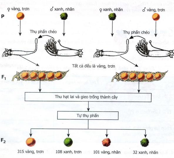 thí nghiệm lai 2 cặp tính trạng của Menden - lý thuyết sinh 12 chương 2 