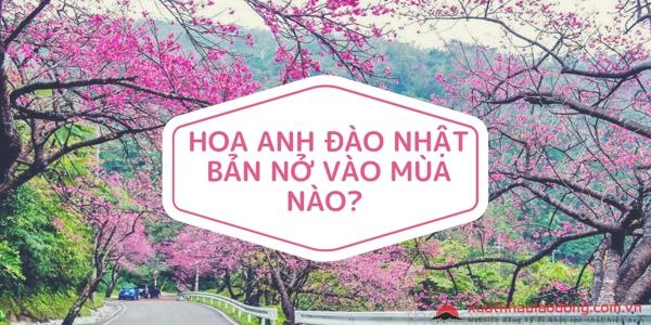 Hoa anh đào Nhật Bản nở vào mùa nào