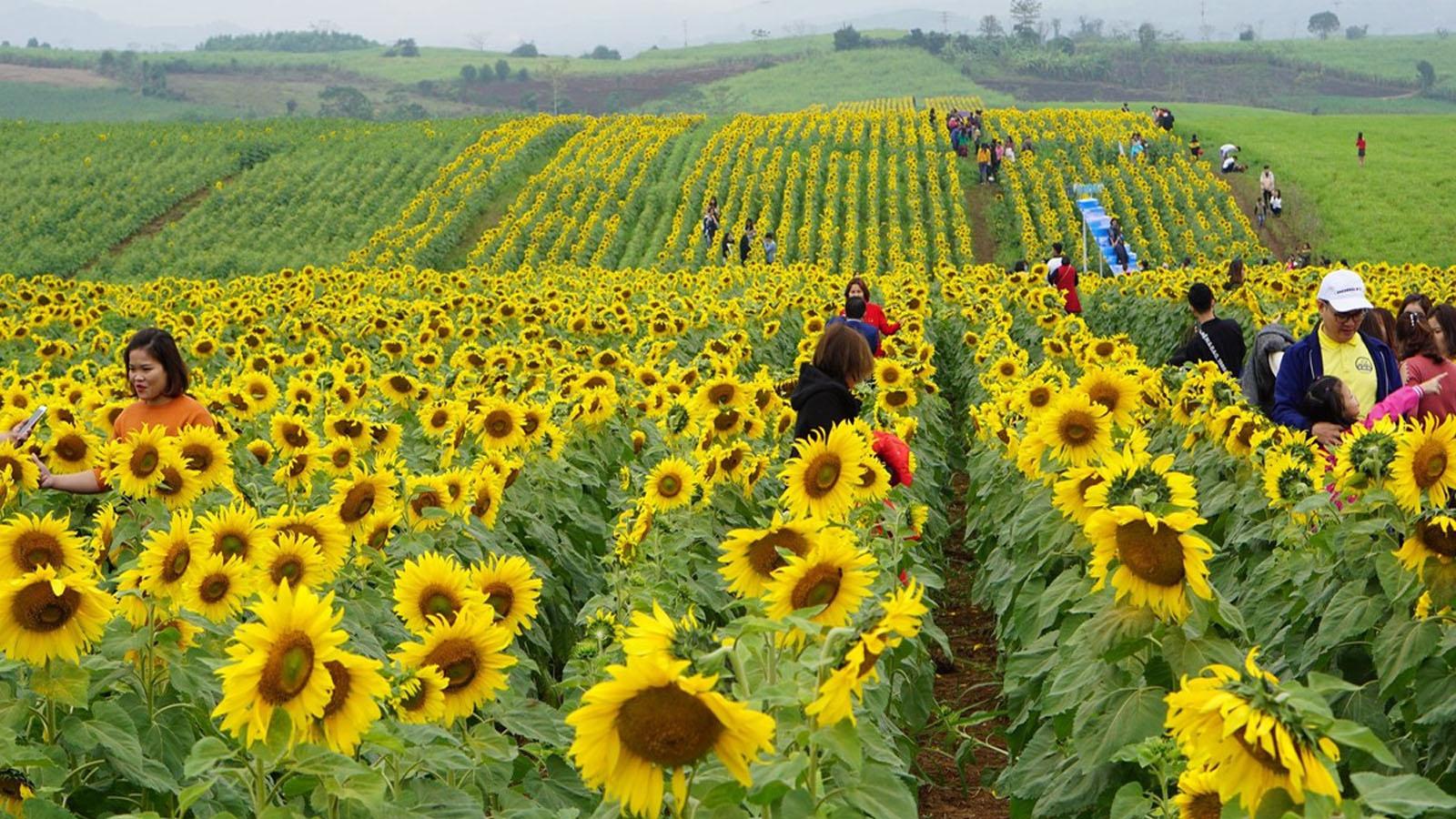 Cánh đồng hoa hướng dương - Nghệ An