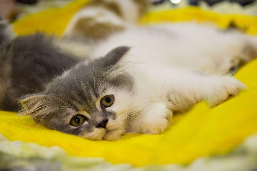 Mèo Buồn, Trầm Cảm: Nguyên Nhân, Cách Điều Trị Cho Mèo