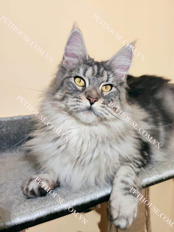 Mèo Maine Coon - Pet House - Cửa hàng thú cưng và phụ kiện