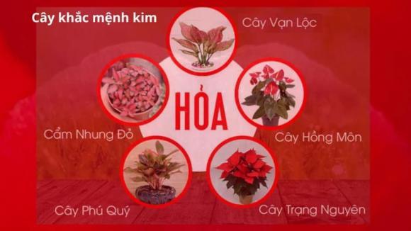 cây tương khắc với mệnh Kim, mệnh Kim, cây tương sinh với mệnh Kim, cây phong thủy