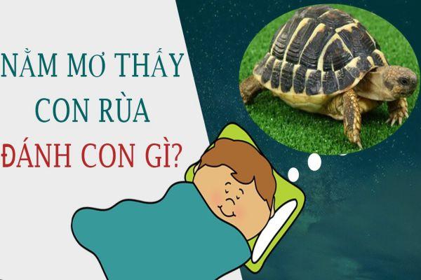 Con rùa số mấy? Mơ thấy rùa là điềm báo gì? Đánh đề con gì