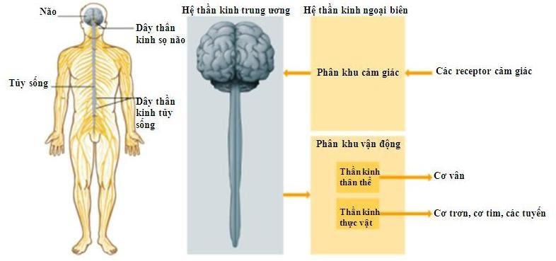 Phản xạ phức tạp thường là phản xạ?