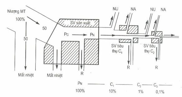 Dòng năng lượng trong hệ sinh thái và hiệu suất sinh thái