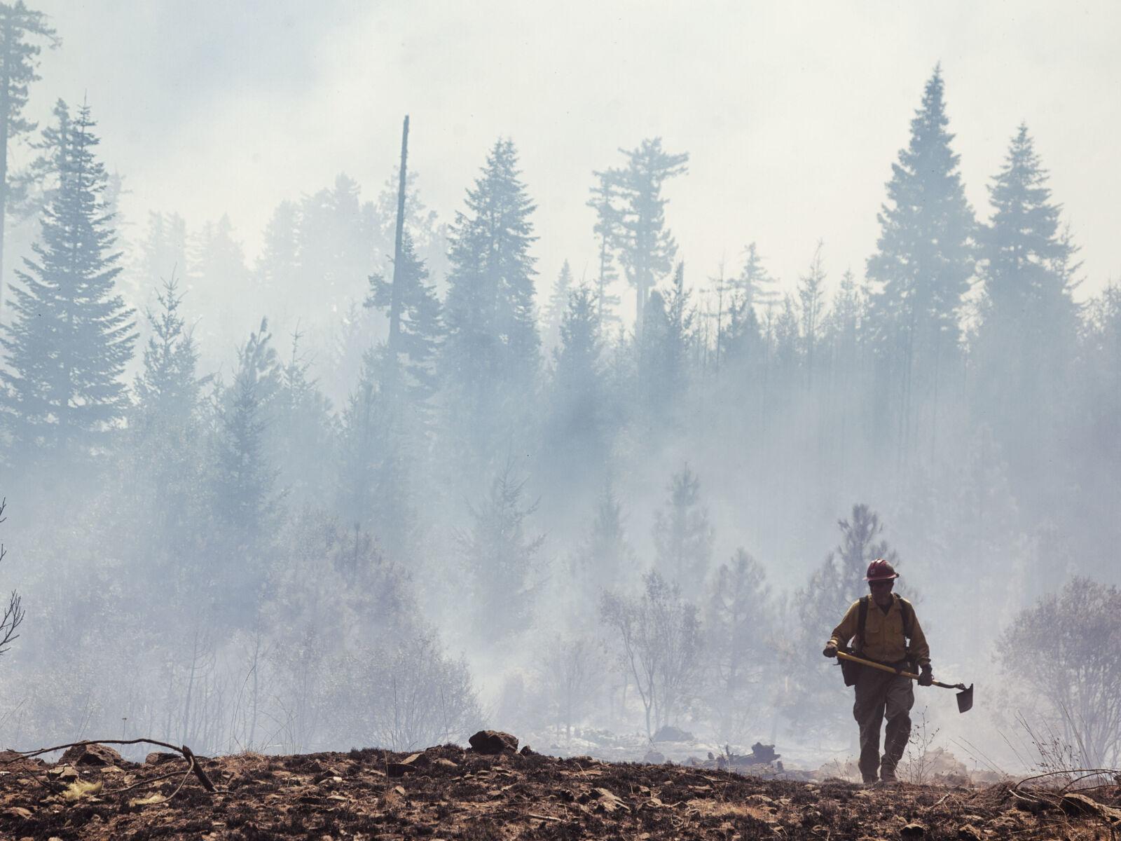 A Breath of Fresh Air: How Trees Help Mitigate Climate Change - National Forest Foundation