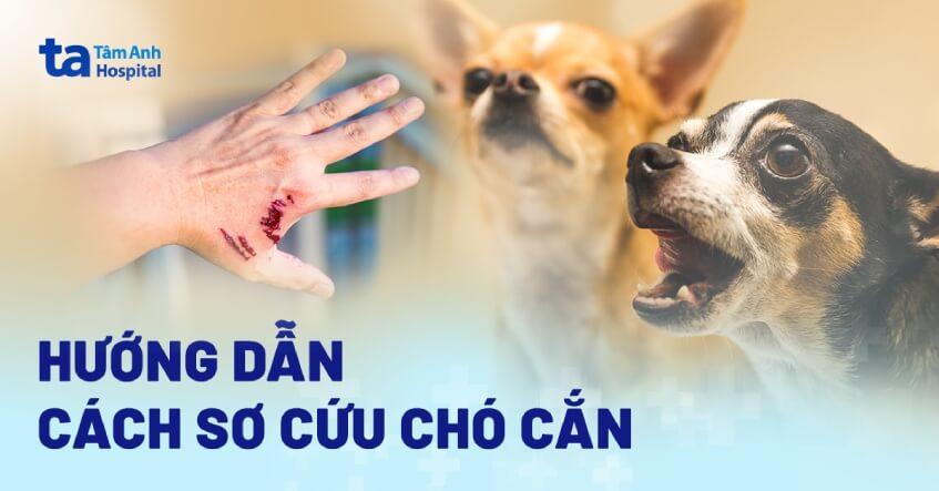 cách sơ cứu chó cắn