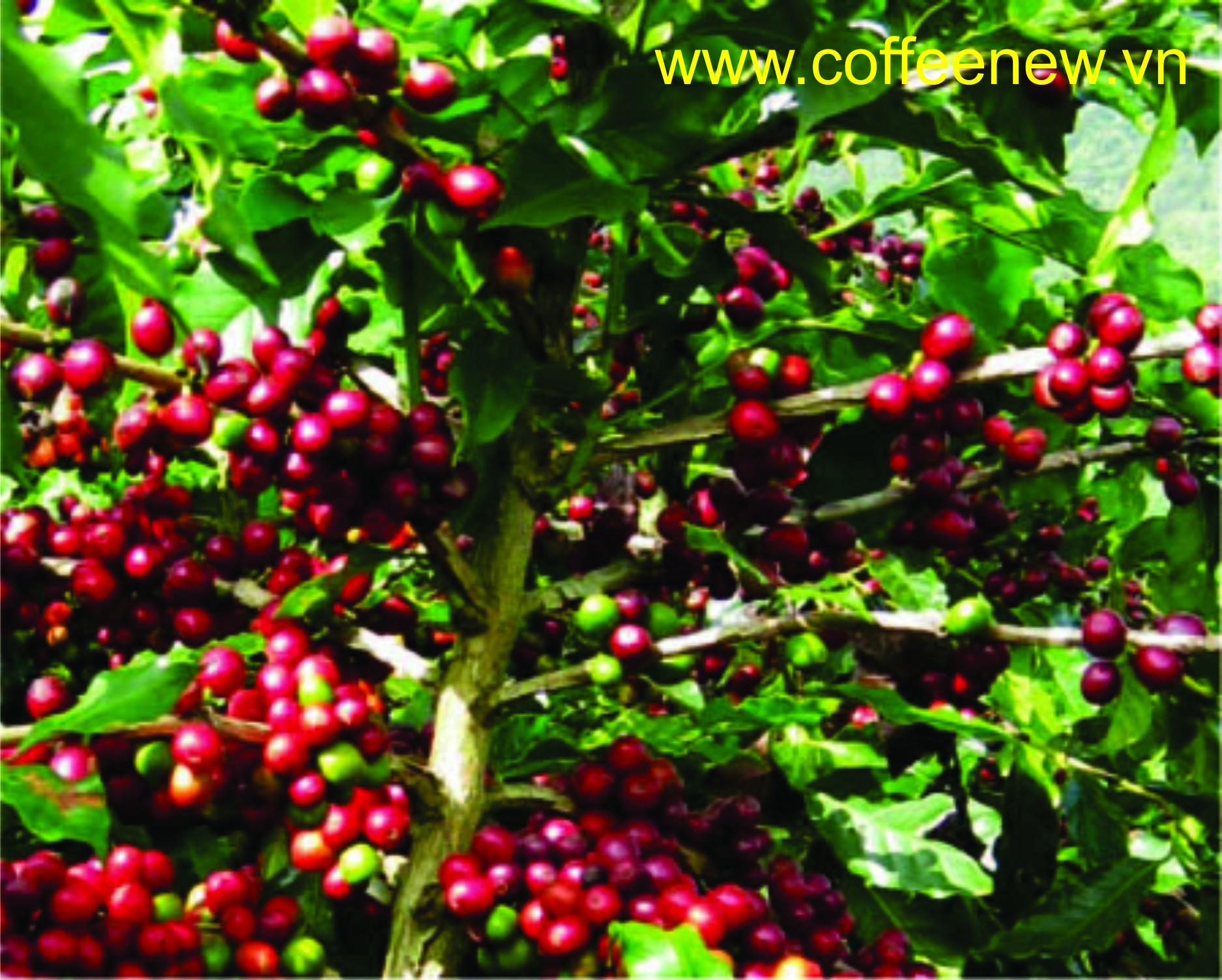 TỔNG QUAN VỀ CÀ PHÊ ROBUSTA