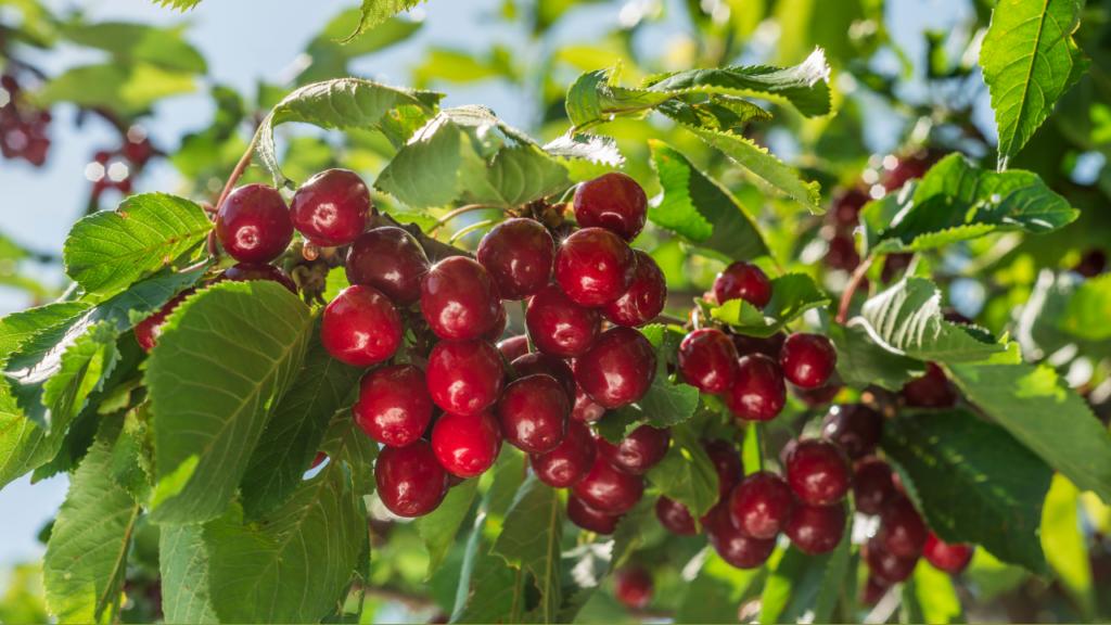 Cherry giá bao nhiêu 1 kg? Giá của các loại cherry phổ biến trên thị trường hiện nay