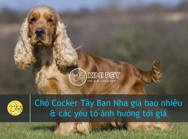 Tìm hiểu chó Cocker giá bao nhiêu