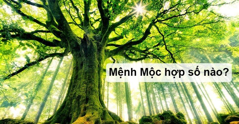 Mệnh Mộc hợp số nào? 