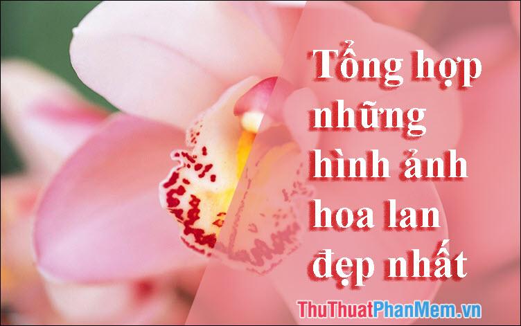 Tận Hưởng Vẻ Đẹp Hoa Lan - Bộ Sưu Tập Hình Ảnh Tuyệt Vời