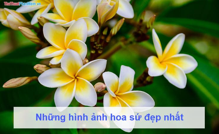 Khám phá vẻ đẹp tuyệt vời của hoa Sứ