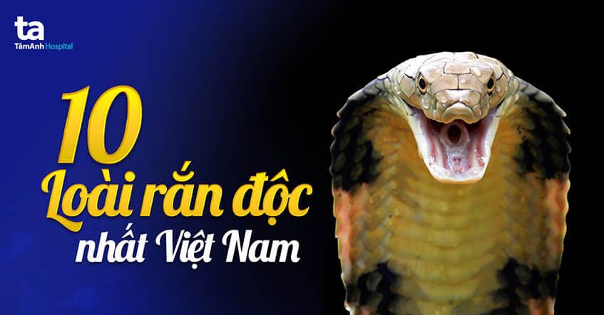 10 loai ran doc nhat o viet nam