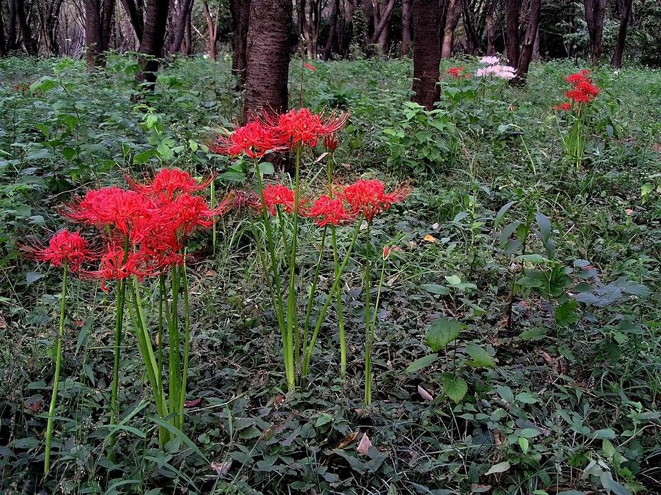 Hoa bỉ ngạn – loài hoa dẫn đường nơi âm phủ