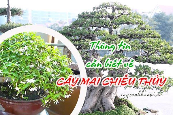 Thông tin về cây mai chiếu thủy