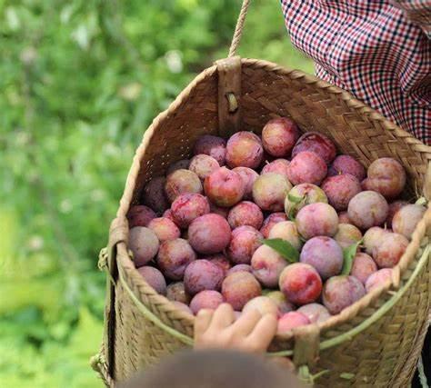 du lịch mộc châu mùa xuân