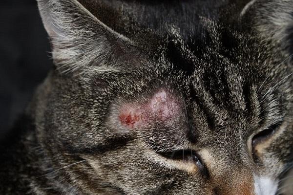 Dấu hiệu nấm ở mèo và cách chữa trị hiệu quả tại nhà