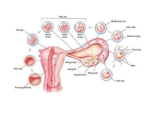 Theo dõi trực tiếp các giai đoạn phát triển của phôi thai