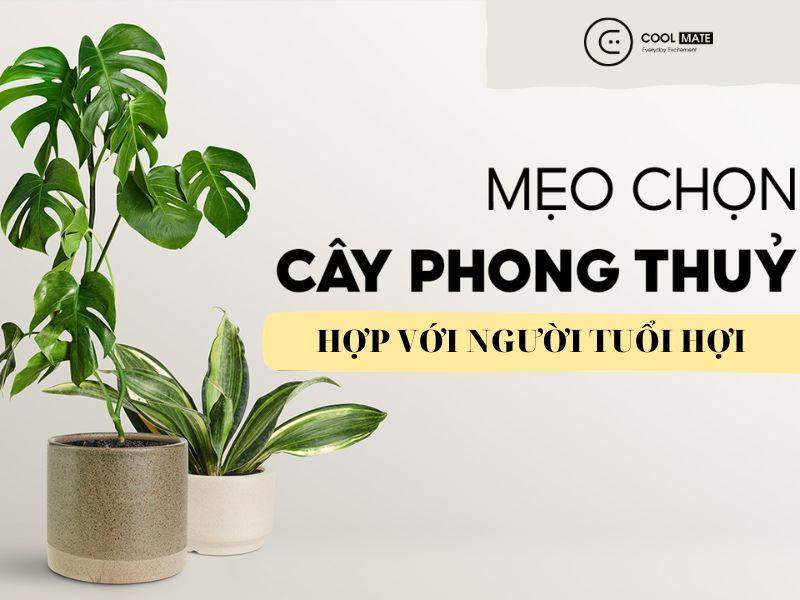 cay-phong-thuy-tuoi-hoi-cach-chon-cay-tuoi-hoi-theo-tung-menh-don-tai-loc-1518