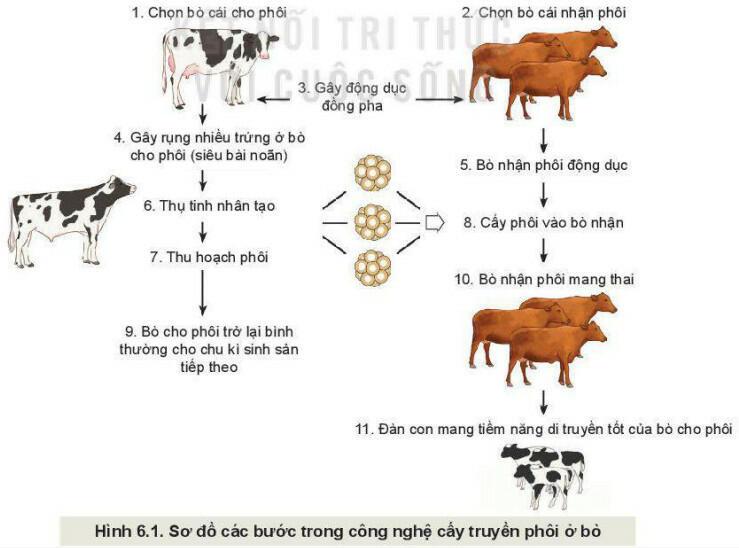 Lý thuyết Công nghệ 11 Bài 6 (Kết nối tri thức): Ứng dụng công nghệ sinh học trong chọn và nhân giống vật nuôi