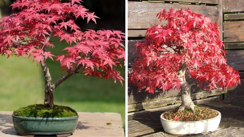 Top 20 cây cảnh bonsai đẹp nhất Việt Nam, cực hợp phong thủy