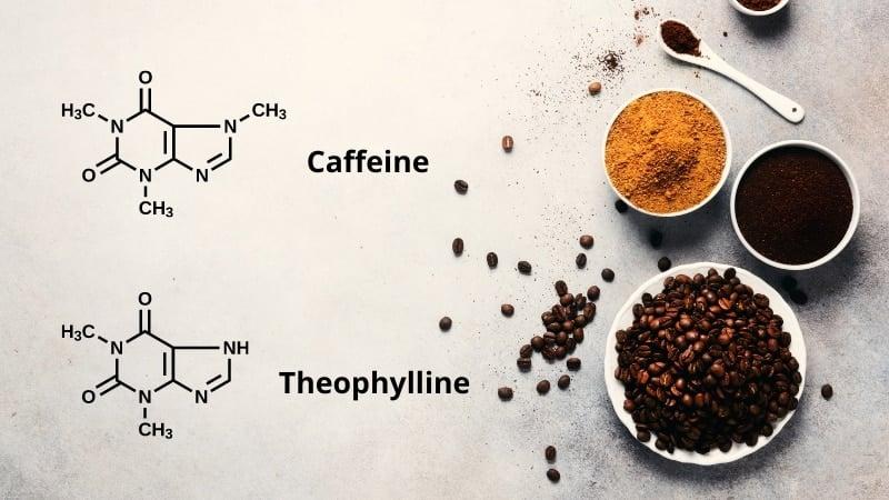 Chữa cơn hen suyễn - Caffeine