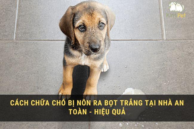 Cách chữa chó bị nôn ra bọt trắng tại nhà an toàn – hiệu quả