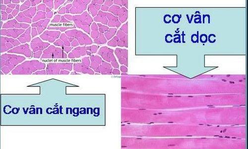 Các chức năng của hệ thống cơ bắp trong cơ thể