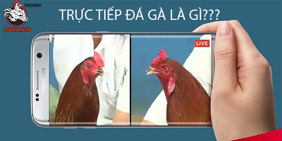 giới thiệu Trực tiếp Đá gà là gì?