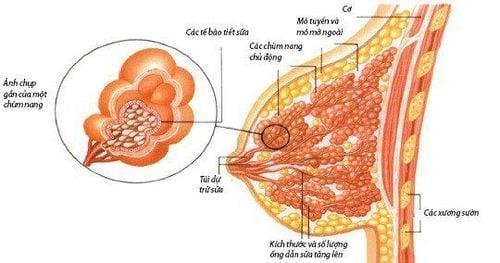 Các khối u vú HER2 được xét nghiệm như thế nào?