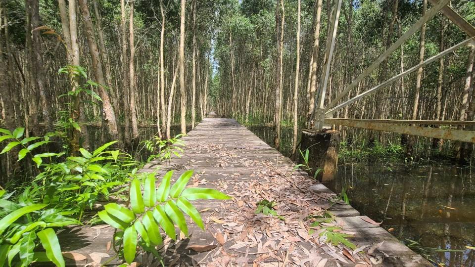 Vườn quốc gia U Minh Hạ được UNESCO c&ocirc;ng nhận l&agrave; 1 trong 3 v&ugrave;ng l&otilde;i của Khu dự trữ sinh quyển Thế giới Mũi C&agrave; Mau (ảnh Ho&agrave;ng Nam)