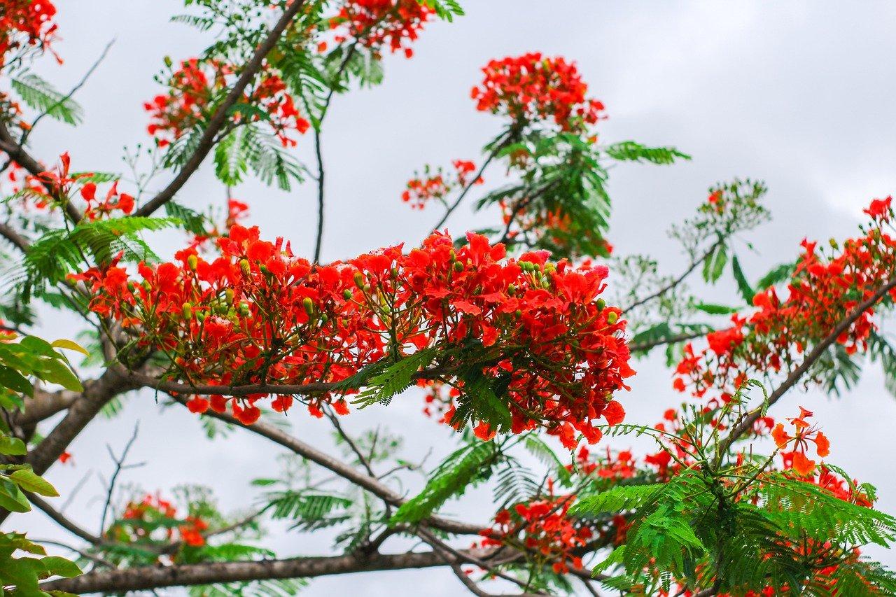 hoa phượng tiếng anh là gì