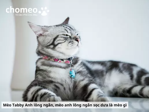 Mèo Anh Lông Ngắn Silver Tabby