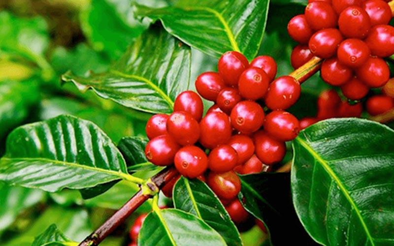 Cafe Robusta Là Gì? Hương Vị Như Thế Nào?