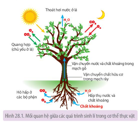 Bài 28. Mối quan hệ giữa các quá trình sinh lí trong cơ thể sinh vật trang 183, 184 SGK Sinh 11 - Kết nối tri thức</>