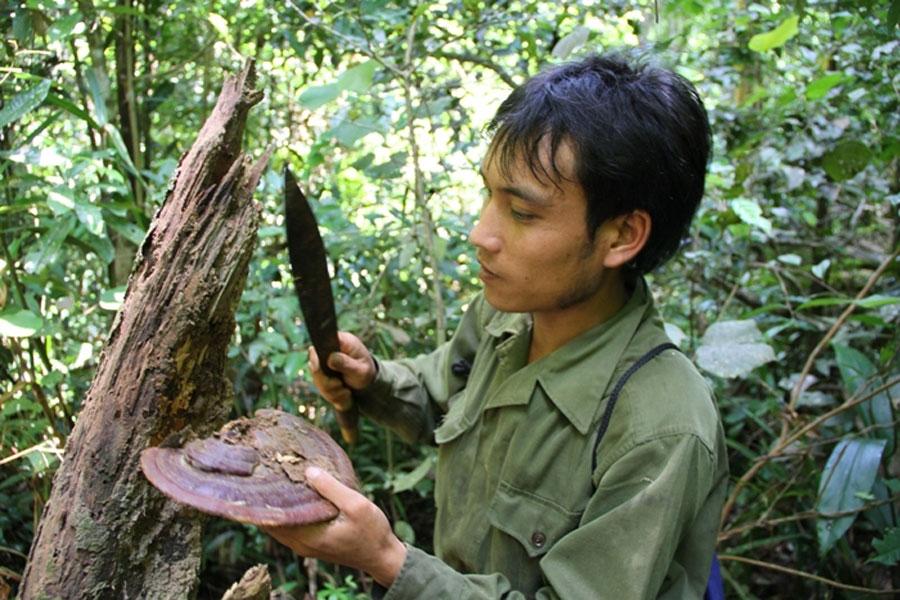 Nấm Linh Chi Rừng