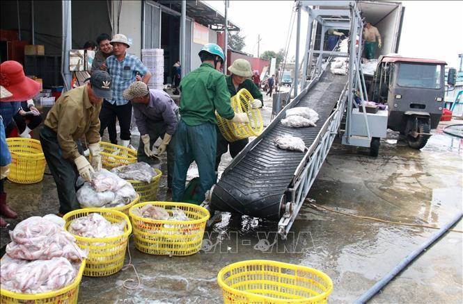 Chống khai thác IUU, phát triển bền vững kinh tế biển - Bài cuối: Tái cơ cấu, bảo vệ nguồn lợi tự nhiên