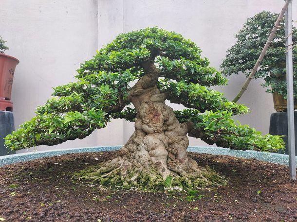 Cây Si bonsai