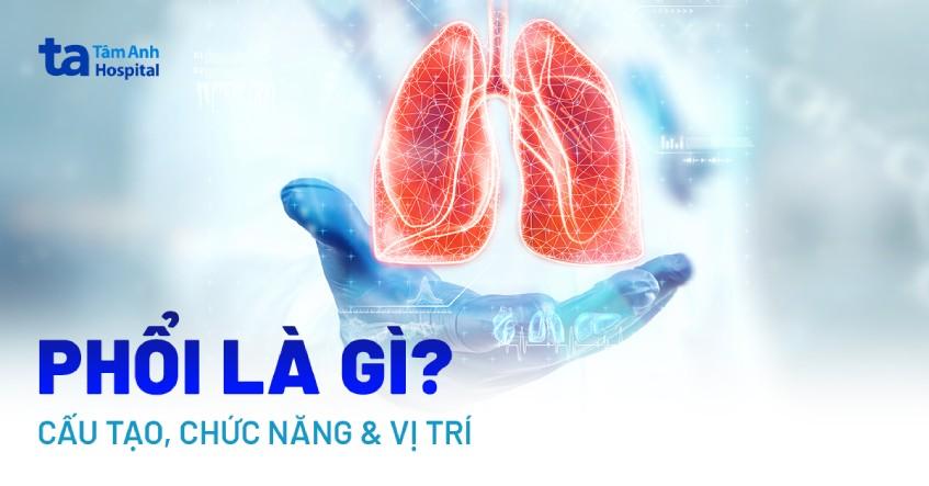 Phổi là gì