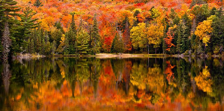 Rừng Lá Phong ở Canada