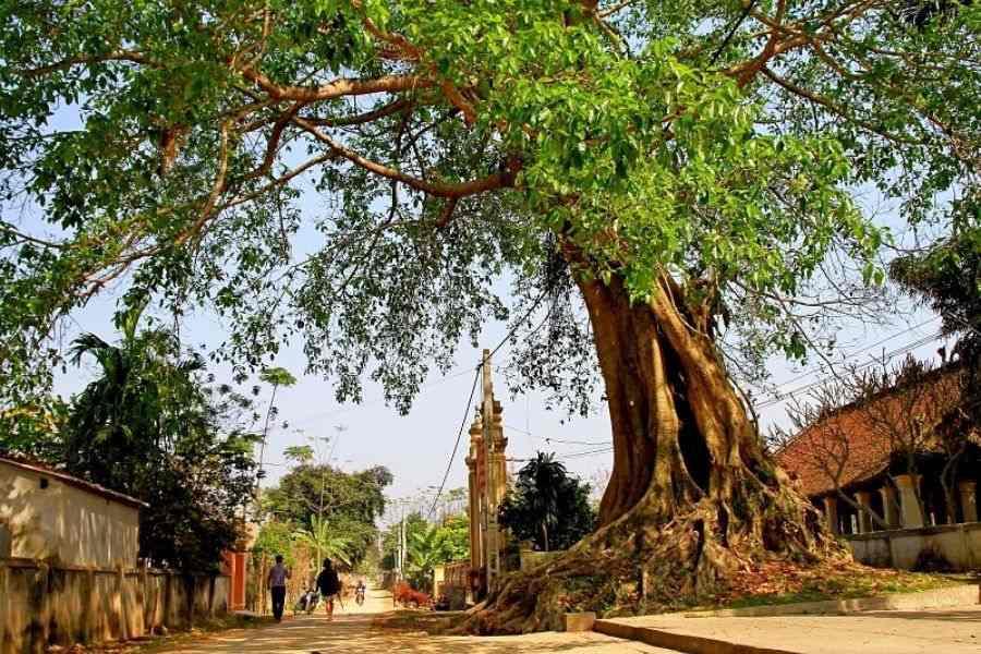 Cây Đa: Nguồn Gốc, Đặc Điểm, Ý Nghĩa, Cách Trồng Và Chăm Sóc