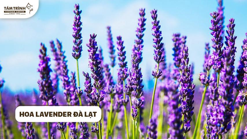 vuon hoa lavender da lat 1