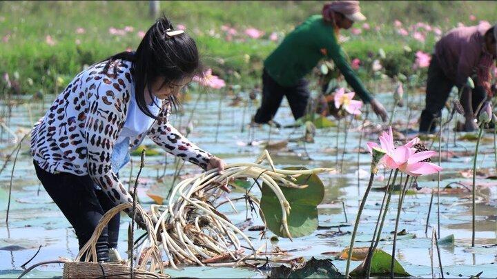 Nhiều người rất thích ăn các món từ ngó sen nhưng không biết ngó sen là bộ phận nào của cây sen. (Ảnh: Countryside Life)