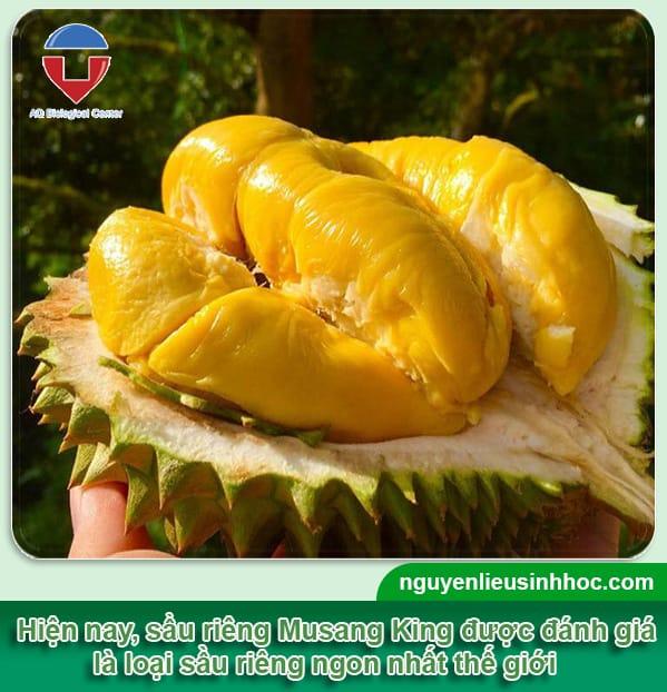 Giá sầu riêng Musang King tại Việt Nam cập nhật 2023