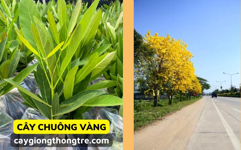 Cây chuông vàng công trình, cảnh quan