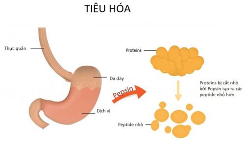 Quá trình tiêu hóa ở dạ dày có sự tham gia của một số loại enzym